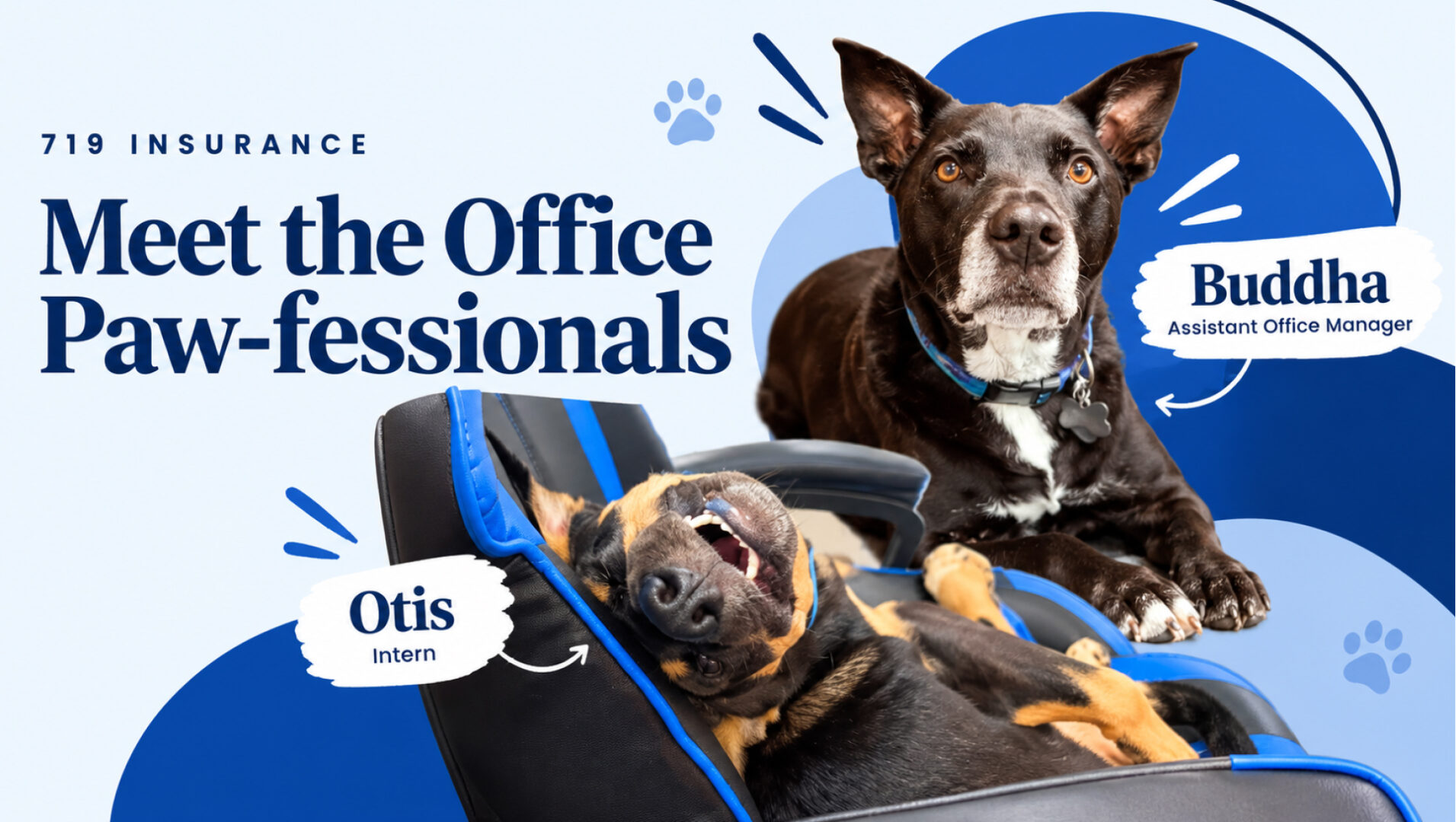 Meet the Office Paw-fessionals: Buddha and Otis
